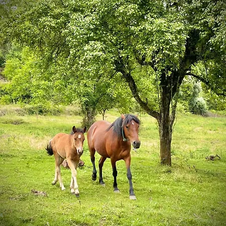 Casa Beatriz Casa de Férias Alge