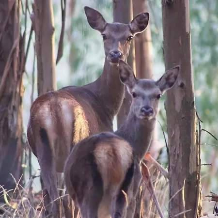 Casa de Férias Casa Beatriz Alge