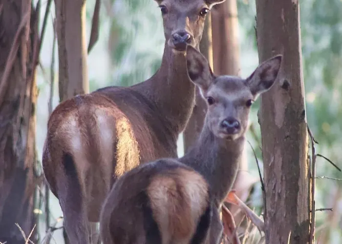بيت للعطل Casa Beatriz Alge